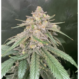 Original Gorilla #4 - Anesia Seeds Sativa - WWW.SEEDS-BANK.CZ
