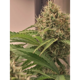 Original Gorilla #4 - Anesia Seeds Sativa - WWW.SEEDS-BANK.CZ