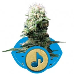 Dance World - RQS - medical seeds