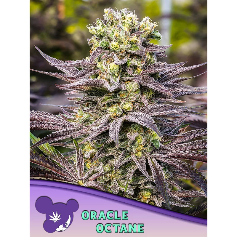 Oracle Octane - Anesia Seeds Hybrid - WWW.SEEDS-BANK.CZ