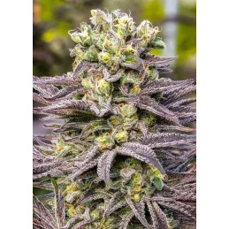 Oracle Octane - Anesia Seeds Hybrid - WWW.SEEDS-BANK.CZ