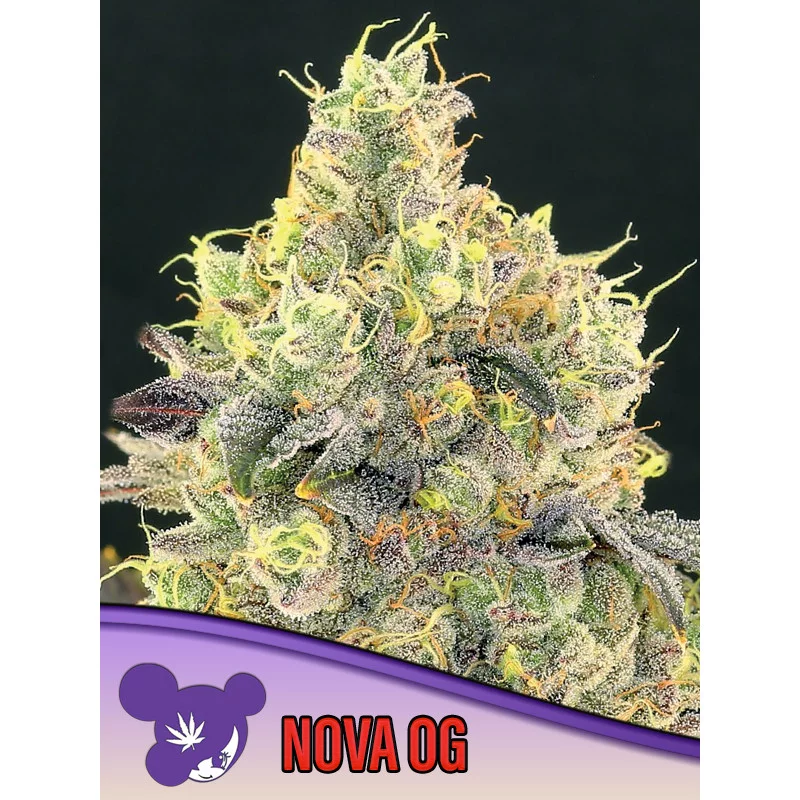 Nova OG - Anesia Seeds Indica - WWW.SEEDS-BANK.CZ