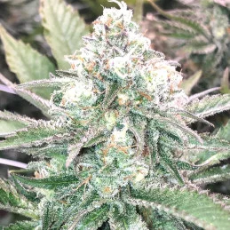Nova OG - Anesia Seeds Indica - WWW.SEEDS-BANK.CZ