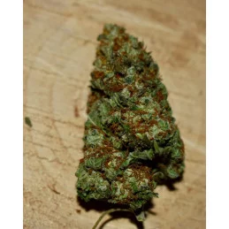 Nova OG - Anesia Seeds Indica - WWW.SEEDS-BANK.CZ