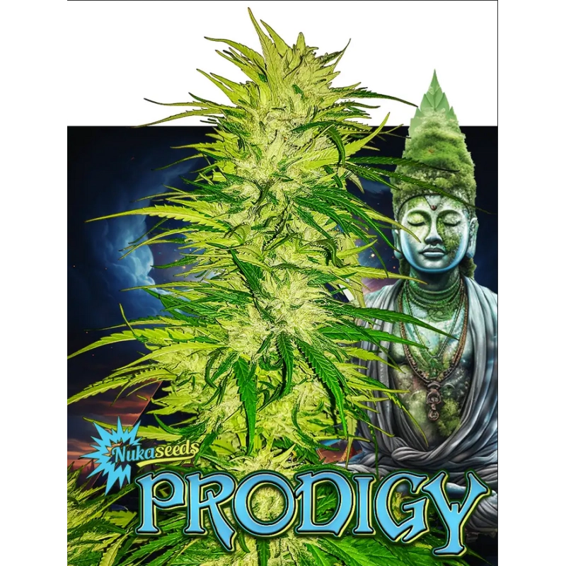 Prodigy - Nuka Seeds