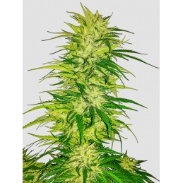 Prodigy - Nuka Seeds