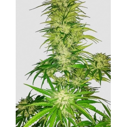 Prodigy - Nuka Seeds