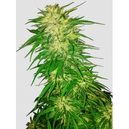 Prodigy - Nuka Seeds
