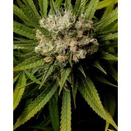 Malawi Gold - Anesia Seeds Sativa - WWW.SEEDS-BANK.CZ