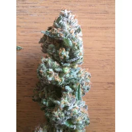 Malawi Gold - Anesia Seeds Sativa - WWW.SEEDS-BANK.CZ