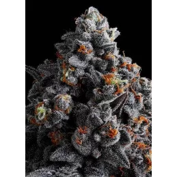 Indigo Sapphire - Anesia Seeds Hybrid - WWW.SEEDS-BANK.CZ