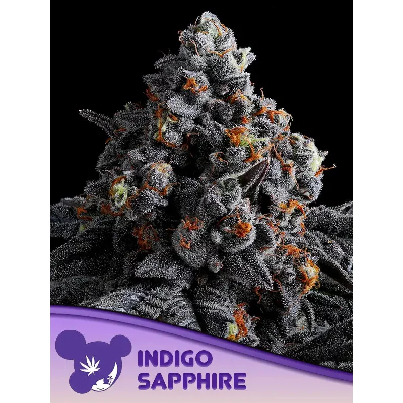 Indigo Sapphire - Anesia Seeds Hybrid - WWW.SEEDS-BANK.CZ