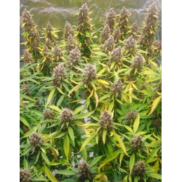 IMPERIUM X® - Anesia Seeds Hybrid - WWW.SEEDS-BANK.CZ