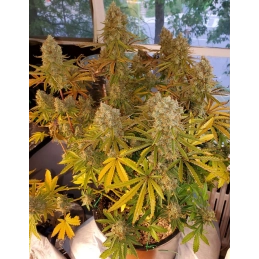 IMPERIUM X® - Anesia Seeds Hybrid - WWW.SEEDS-BANK.CZ