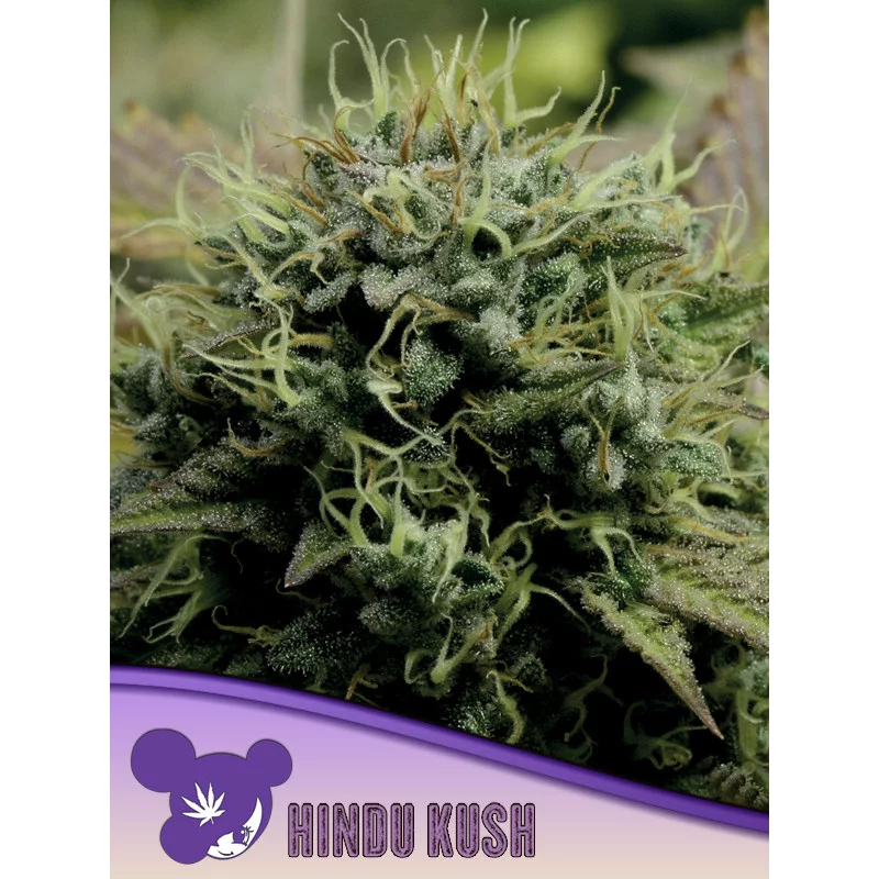 Hindu Kush - Anesia Seeds Indica - WWW.SEEDS-BANK.CZ