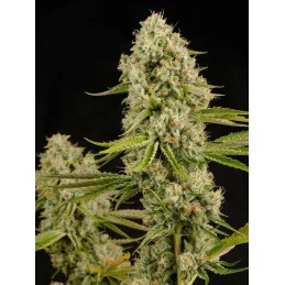 Hindu Kush - Anesia Seeds Indica - WWW.SEEDS-BANK.CZ