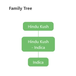 Hindu Kush - Anesia Seeds Indica - WWW.SEEDS-BANK.CZ