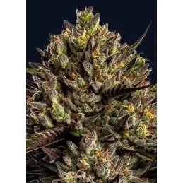 Chimera Cut - Anesia Seeds Hybrid - WWW.SEEDS-BANK.CZ