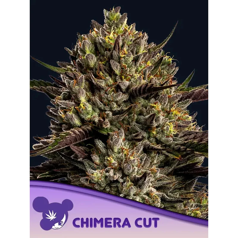 Chimera Cut - Anesia Seeds Hybrid - WWW.SEEDS-BANK.CZ