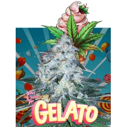 Gelato - Nuka Seeds -...