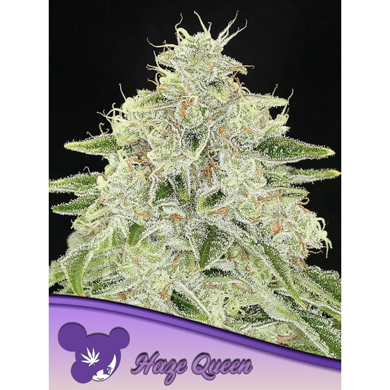 Haze Queen - Anesia Seeds Sativa - WWW.SEEDS-BANK.CZ