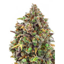 Haze Queen - Anesia Seeds Sativa - WWW.SEEDS-BANK.CZ