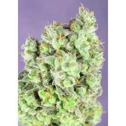 Future #1 - Anesia Seeds Hybrid - WWW.SEEDS-BANK.CZ
