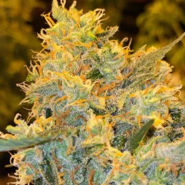 Future #1 - Anesia Seeds Hybrid - WWW.SEEDS-BANK.CZ