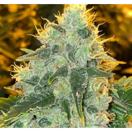 Future #1 - Anesia Seeds Hybrid - WWW.SEEDS-BANK.CZ