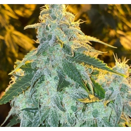 Future #1 - Anesia Seeds Hybrid - WWW.SEEDS-BANK.CZ