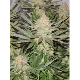 Future #1 - Anesia Seeds Hybrid - WWW.SEEDS-BANK.CZ