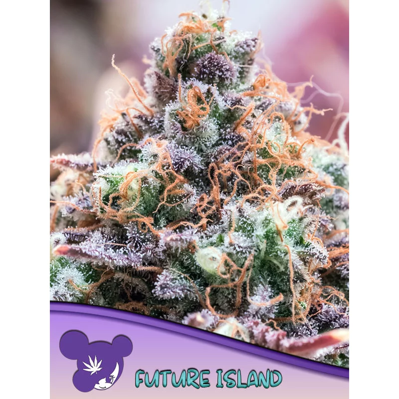 Future Island - Anesia Seeds Sativa - WWW.SEEDS-BANK.CZ