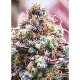 Future Island - Anesia Seeds Sativa - WWW.SEEDS-BANK.CZ