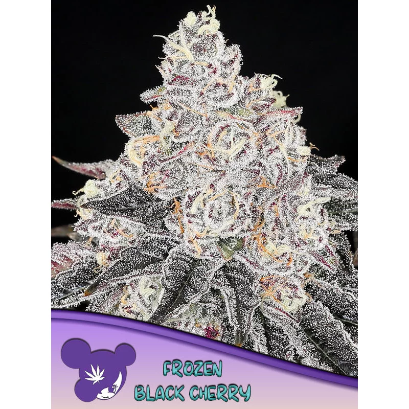 Frozen Black Cherry® - Anesia Seeds Hybrid - WWW.SEEDS-BANK.CZ