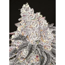 Frozen Black Cherry® - Anesia Seeds Hybrid - WWW.SEEDS-BANK.CZ