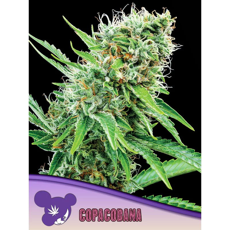 Copacobana - Anesia Seeds Indica - WWW.SEEDS-BANK.CZ