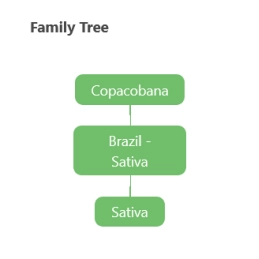 Copacobana - Anesia Seeds Indica - WWW.SEEDS-BANK.CZ