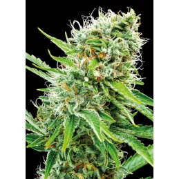 Copacobana - Anesia Seeds Indica - WWW.SEEDS-BANK.CZ