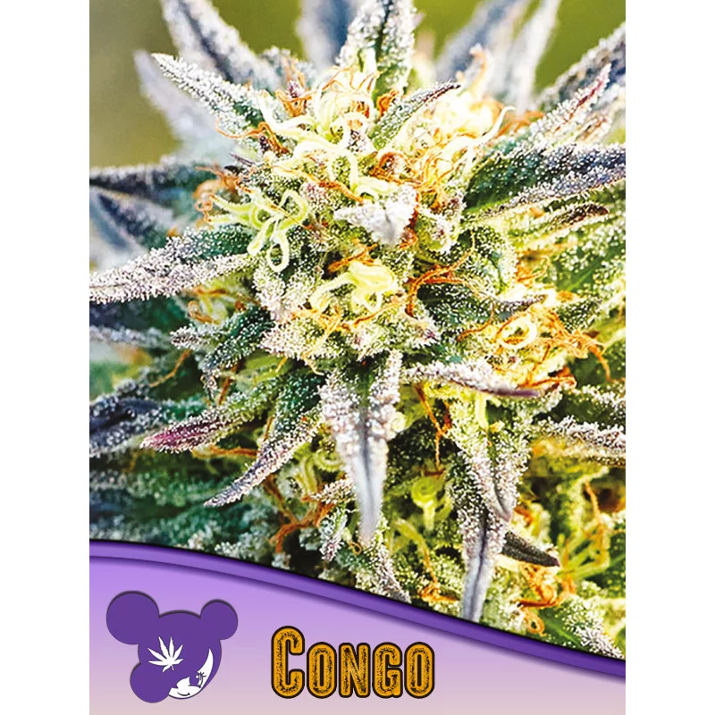 Congo Landraces - Anesia Seeds Sativa - WWW.SEEDS-BANK.CZ