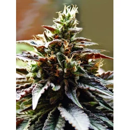 Congo Landraces - Anesia Seeds Sativa - WWW.SEEDS-BANK.CZ