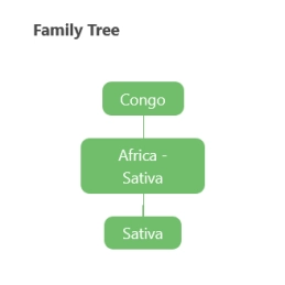 Congo Landraces - Anesia Seeds Sativa - WWW.SEEDS-BANK.CZ
