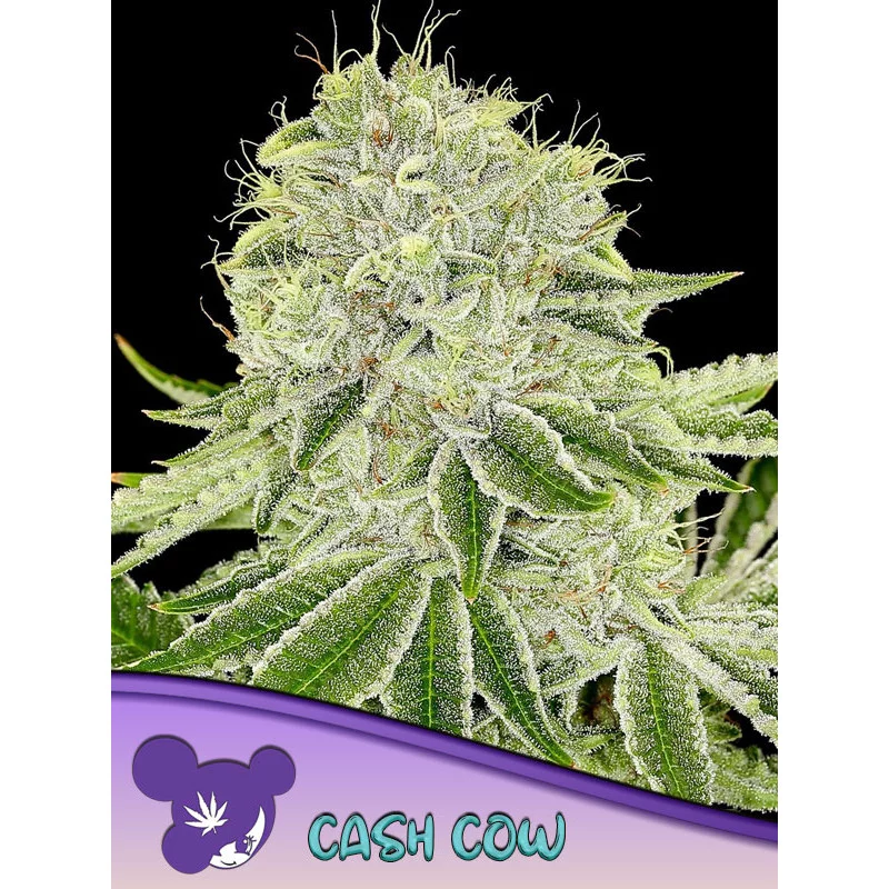 Cash Cow - Anesia Seeds Indica - WWW.SEEDS-BANK.CZ