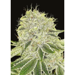 Cash Cow - Anesia Seeds Indica - WWW.SEEDS-BANK.CZ