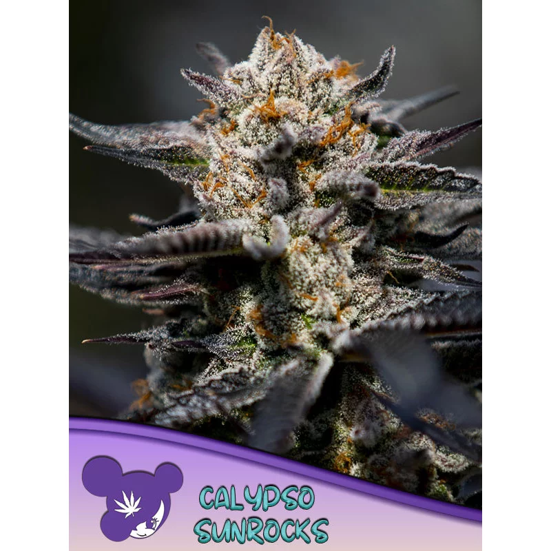 Calypso Sunrocks - Anesia Seeds Sativa - WWW.SEEDS-BANK.CZ
