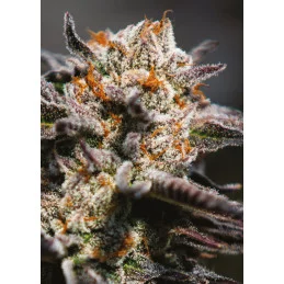 Calypso Sunrocks - Anesia Seeds Sativa - WWW.SEEDS-BANK.CZ