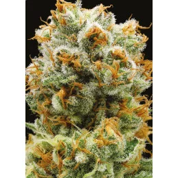Bola Mintz® - Anesia Seeds Hybrid - WWW.SEEDS-BANK.CZ