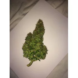 Big Bazooka - Anesia Seeds Indica - WWW.SEEDS-BANK.CZ