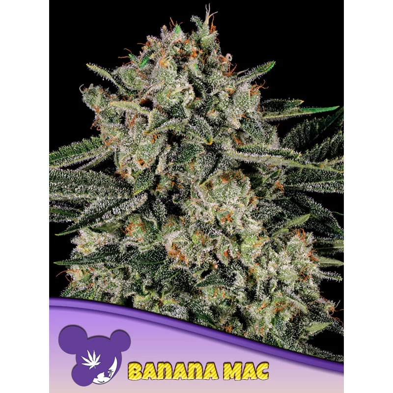 Banana MAC - Anesia Seeds Hybrid - WWW.SEEDS-BANK.CZ