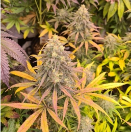 Banana MAC - Anesia Seeds Hybrid - WWW.SEEDS-BANK.CZ