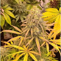 Banana MAC - Anesia Seeds Hybrid - WWW.SEEDS-BANK.CZ